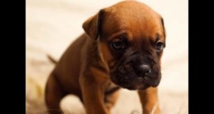 Best dog food for boxers