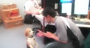 Best Dog Training Collar with Remote
