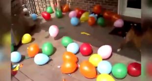 Best Funny Videos Dogs Vines
