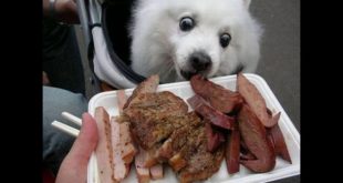 best natural balance dog foods | best natural balance dog foods reviews