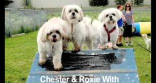 Best Of 2014-2015 Small Dogs Outings Meetup Group Mississauga GTA