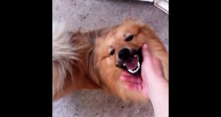Best Pomeranian dog