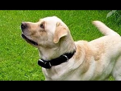 best shock collar|dog shock collar|dog training collars