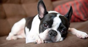 Best Small Dogs for Apartment Living