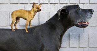 Big Dog and Small Dog Funny – Funny Dog Lol
