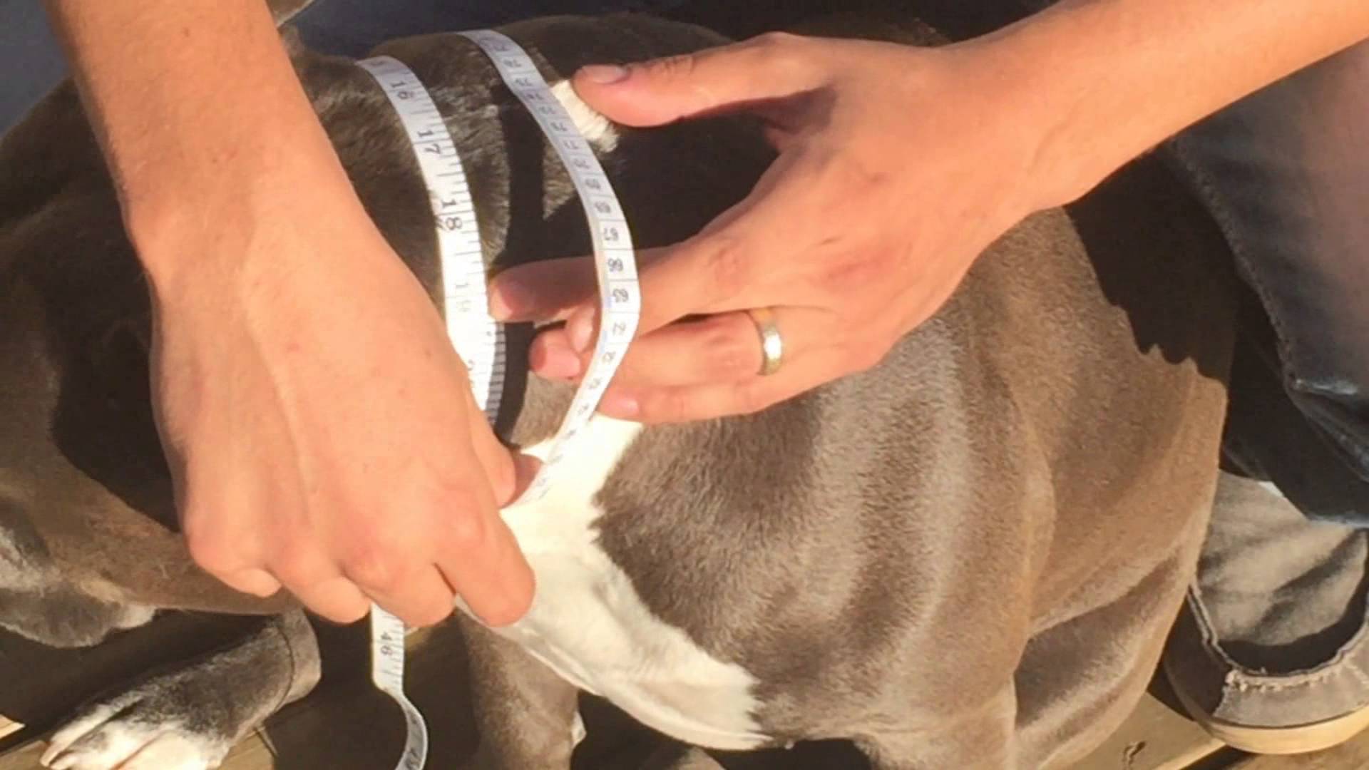 BIG DOG CHAINS |  Dog Collar Sizing