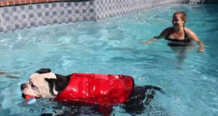 Big Dogs Play with Kong toys in pool