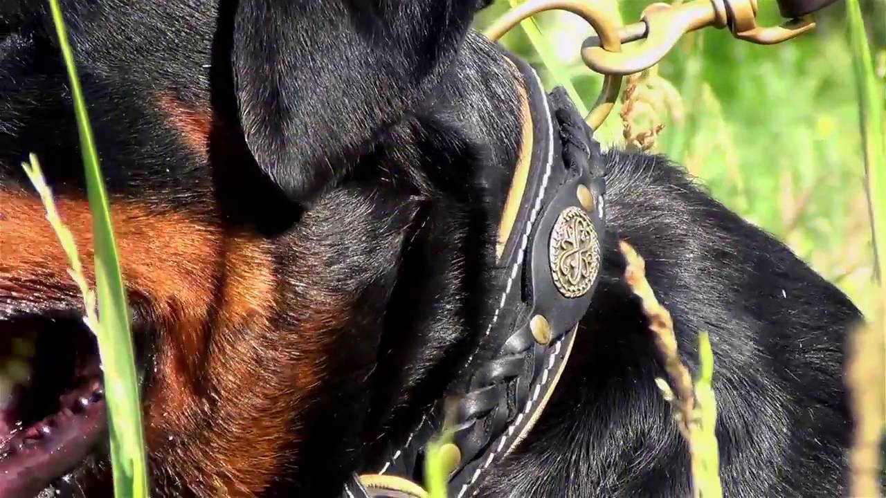 Big Rotty wears Royal leather dog collar, best for walking and obedience training