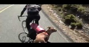 bike touring with dog