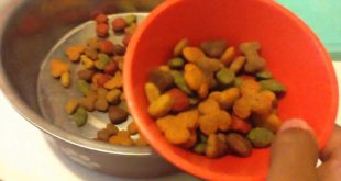BLACK KNIGHT101 – How to prepare dog food! w/Adithya Peddada Gaming