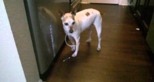 Blind Dog Collar