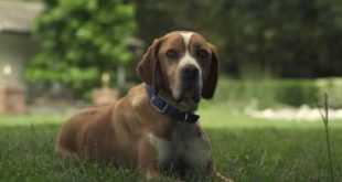 Blue the Dog – Propane-Powered Dog Houses
