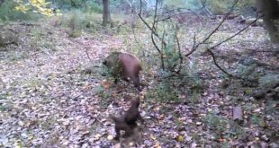 Boar vs 2 Small dogs