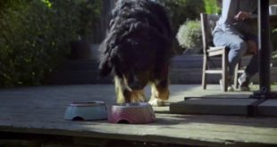 Bosch Dog Food – Ingredients