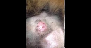 Botfly removal from under skin in dogs   Botfly removal compilation   Mangoworms And Botfly   YouTub