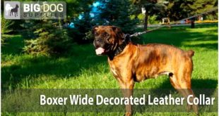 Boxer Dog Walking – Exclusive Wide “Crazy Combo” Collar
