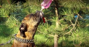 Boxer in Handcrafted Leather Collar with Spikes and Studs Drinking Water from Plastic Dog Bottle