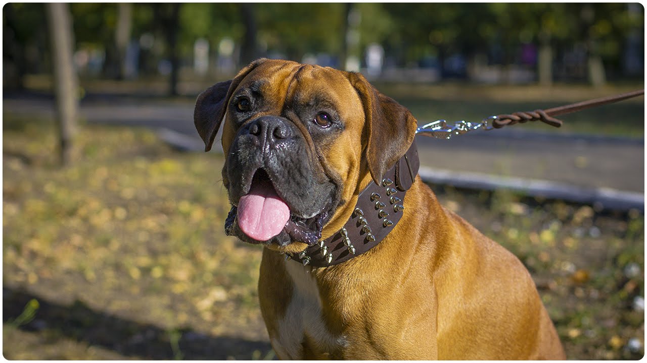 Boxer shows off the 3 inch wide “Gladiator” Leather Dog Collar with Spikes