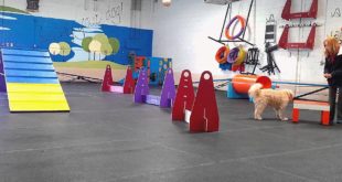 Brant Dogs Small Dog Day Agility – March 9, 2016