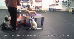 Brant Dogs Small Dog Wednesday