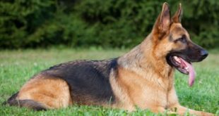 Breeds of dogs, dogs breeds, dog breeds, types of dogs, smartest dogs, smartest dog breeds,small dog