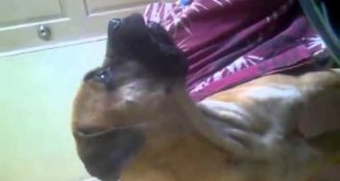 bull mustiff dog removing clothes
