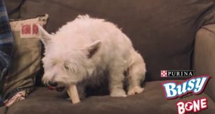 Busy Bone for small/medium Dogs (13 – 25 lbs