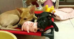 Cala has no food aggression & gets along with dog and cat in foster home