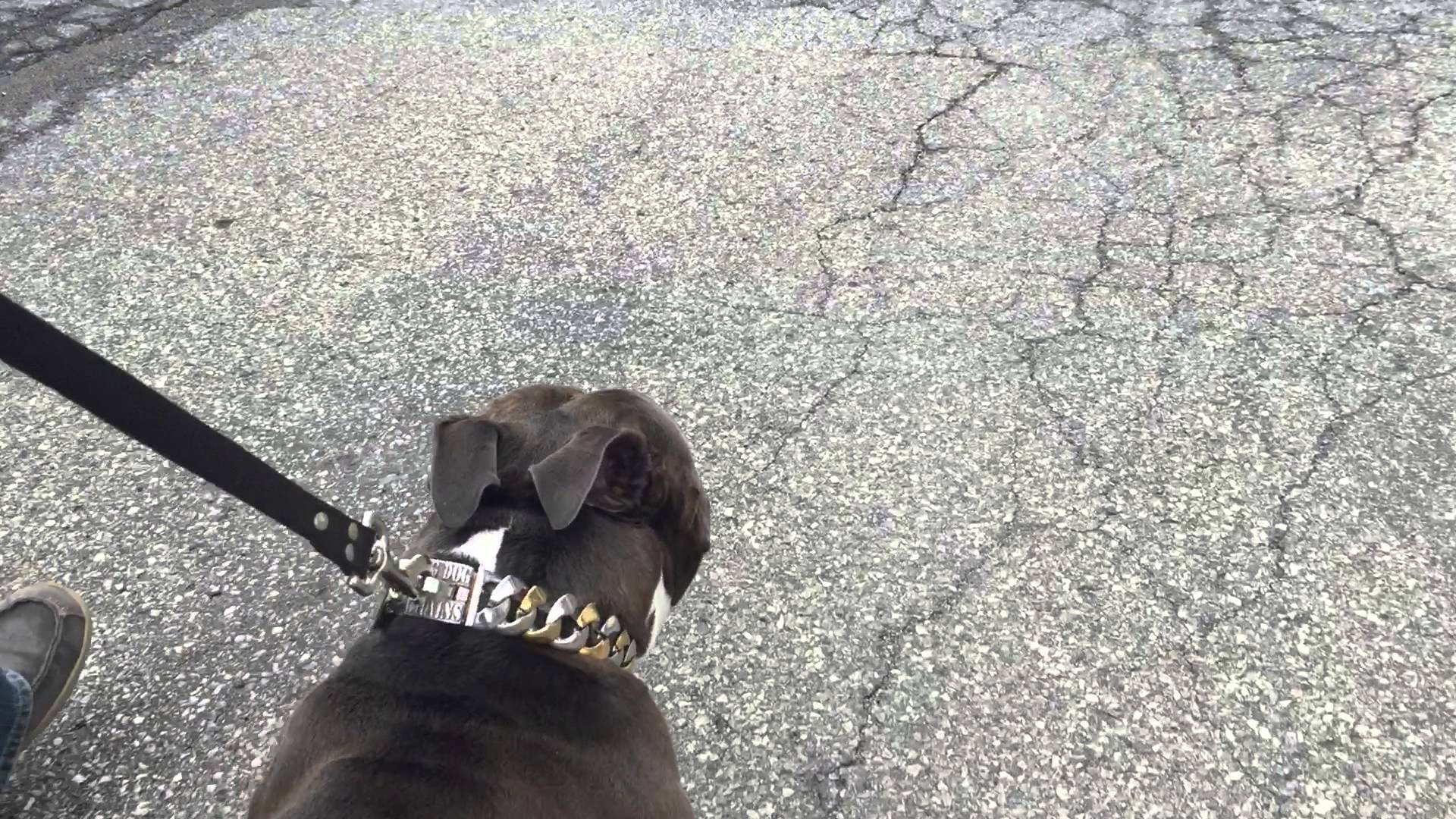 Capone Custom Designer Luxury Gold Dog Collar | BIG DOG CHAINS