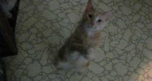 Cat Begging For Food Like A Dog