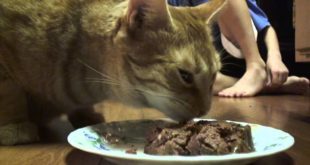 Cat Eat Dog Food? / Cat eats dog food