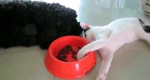 Cat eat dog food, the dog, possum