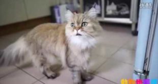 Cat food to discuss different ways to see if your home belongs to which master