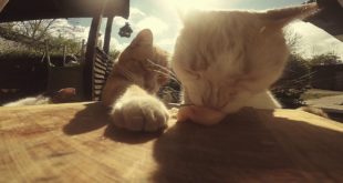 Cats and dog stealing food – Funny animals