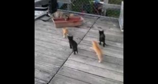 Cats eating dog food