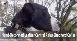 Central Asian Shepherd Looking Gorgeous in Leather Dog Collar with Plates, Spikes and Studs