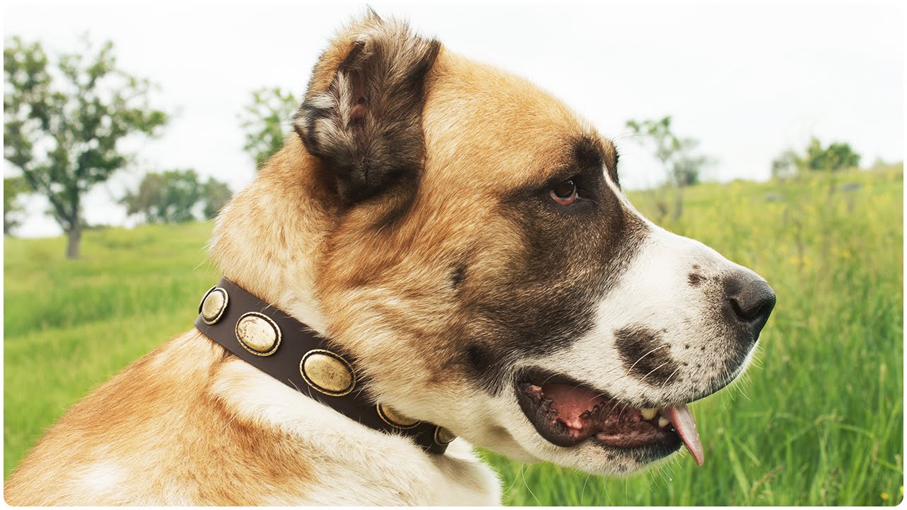 Central Asian Shepherd walking in Fancy Leather Dog Collar  – Ante Bellum