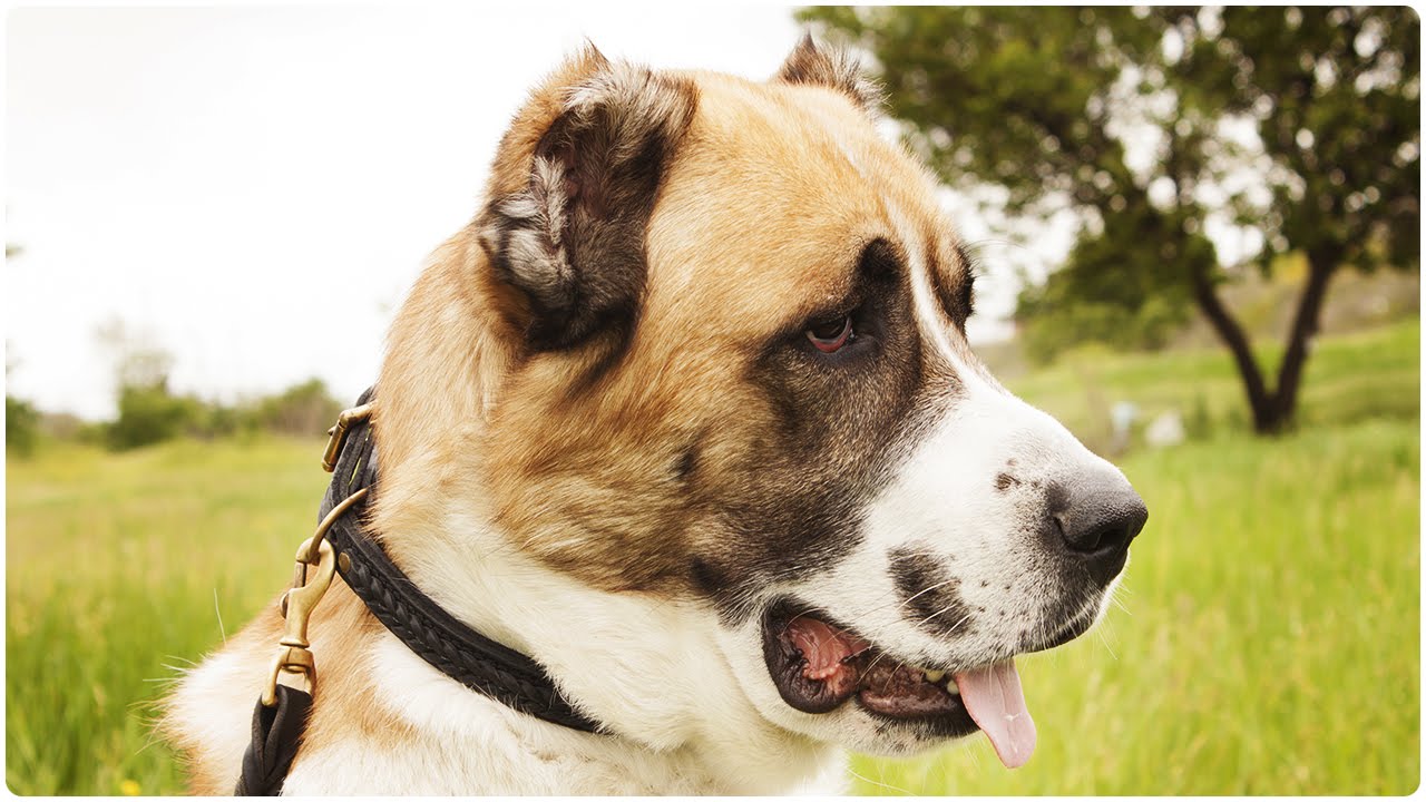 Central Asian Shepherd walking in “VIP Class Doggy” Braided Leather Dog Collar