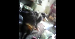 Chaos At The Dog House Part One