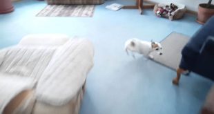 Chasing my dog around the house