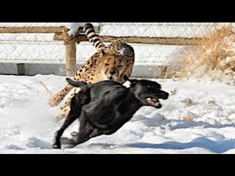 Cheetah vs house dog
