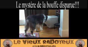 Chien qui vole de la bouffe – Dog stealing food