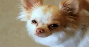 Chihuahua Puppy Dogs Video | Funny Dog Videos