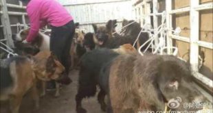 China: Kunming Illegal Dog Slaughter House Crackdown