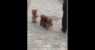 Chinese old man got his 5 teddy dogs act like a small troop!