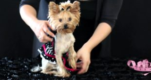 Chloe Polka Dot’s Fashion Frolic New Dog Clothing Design