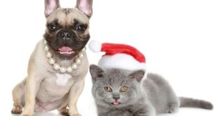 Christmas Dog Collars Christmas Dog Clothes Charms