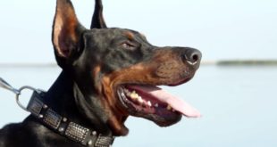 Classy Leather Doberman Collar with Nickel Plated Studs and Old Plates