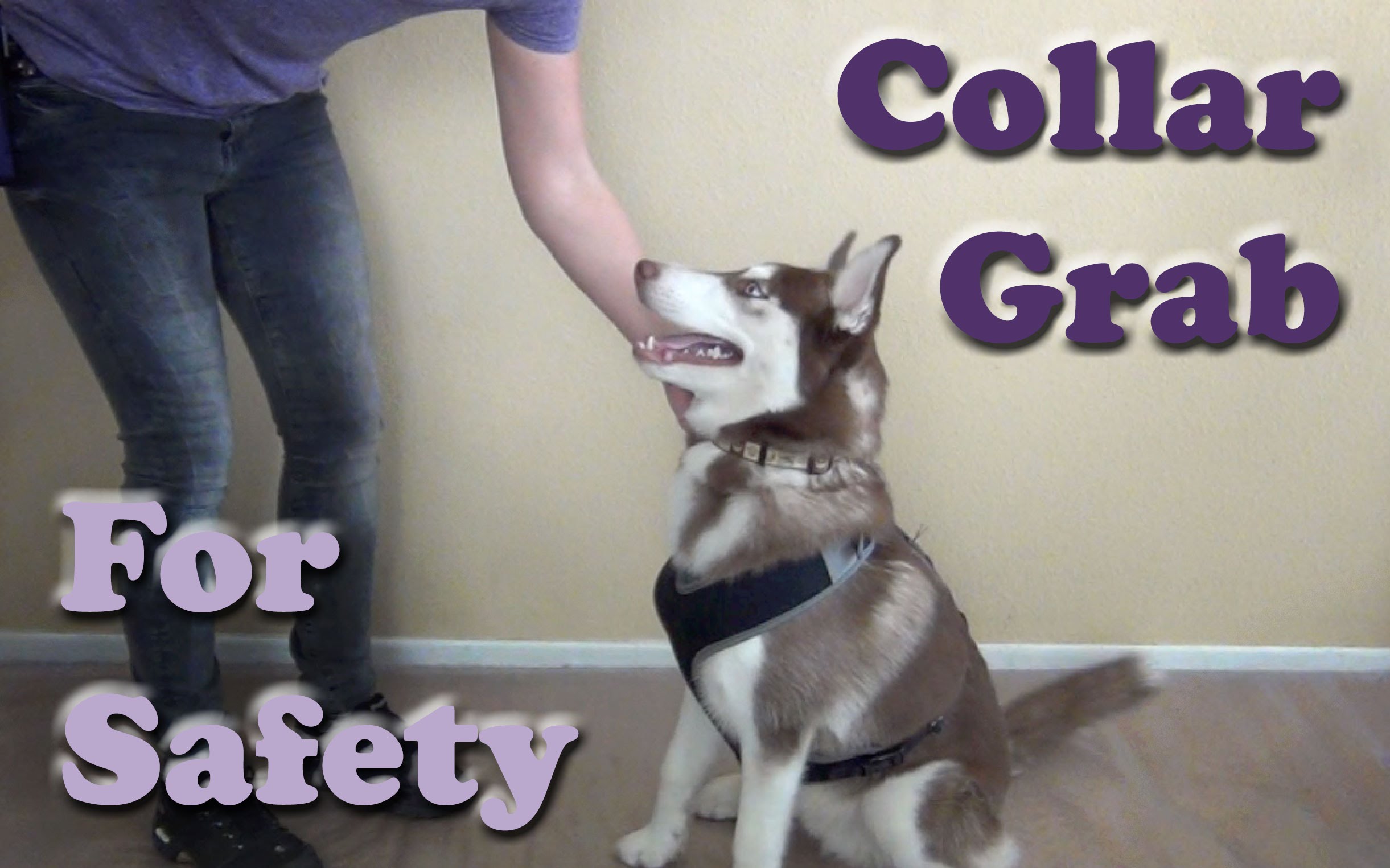 Collar Grab For Safety – Dog Training