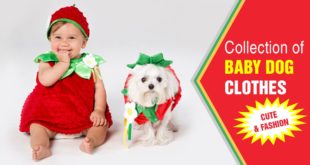 Collection Of Baby Dog Clothes – So Cute and Fashionable